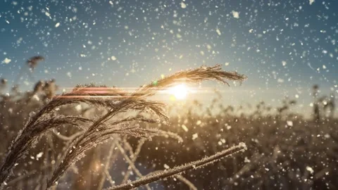 Bright sunny landscape with snow falling snow and a small house in the forest Stock Footage 201997855