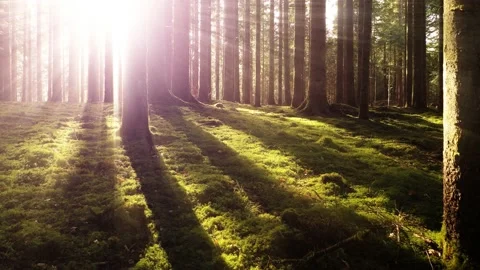 Bright sunny light in the forest Stock Footage 229841822