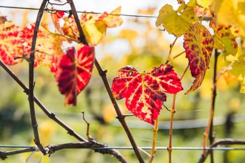 Bright sunny lit grape on a vineyard, winery in Martinbourough New Zealand Foto stock