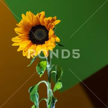 A bright Sunny sunflower with dew drops on yellow petals on colored backgroun Stock Photos