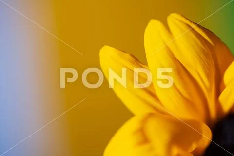 A bright Sunny sunflower with dew drops on yellow petals on colored backgroun Stock Photos