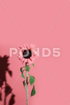 A bright Sunny sunflower with dew drops on yellow petals on colored backgroun Stock Photos