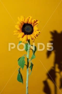 A bright Sunny sunflower with dew drops on yellow petals on colored backgroun Stock Photos