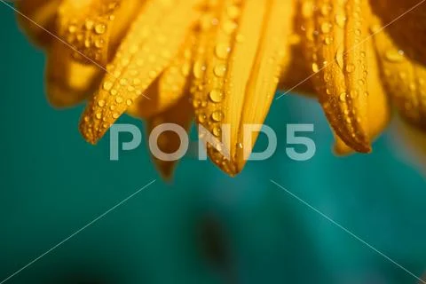 A bright Sunny sunflower with dew drops on yellow petals on colored backgroun Stock Photos