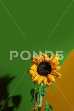 A bright Sunny sunflower with dew drops on yellow petals on colored backgroun Stock Photos