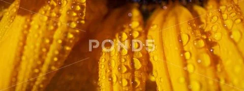 A bright Sunny sunflower with dew drops on yellow petals on colored backgroun Stock Photos