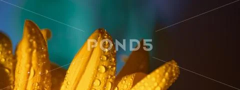 A bright Sunny sunflower with dew drops on yellow petals on colored backgroun Stock Photos