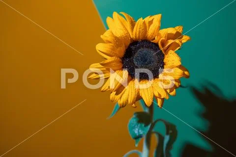 A bright Sunny sunflower with dew drops on yellow petals on colored backgroun Stock Photos