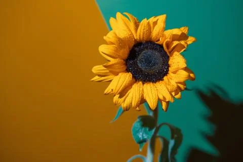 A bright Sunny sunflower with dew drops on yellow petals on colored backgroun Stock Photos