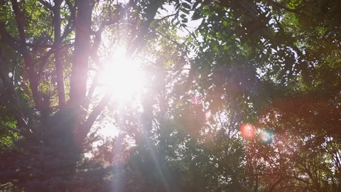 Bright sunrays passing through green tree top Video stock 103409570