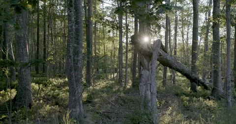 Bright sunrays passing through the tree trunk in the forest Stock Footage 145279948