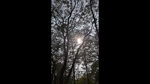 Bright Sunrays Piercing Through Lush Green Tree Leaves Stock Footage 337801767