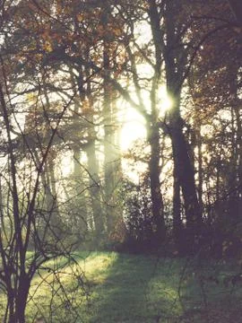 Bright sunrise in the fields Stock Photos