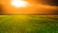 The bright sunset above the green field. time lapse 4k or 4k+ Resolution