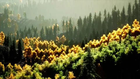 Bright sunset in the mountains with forest Illustrazione stock