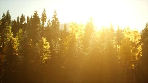 Bright sunset in the mountains with forest 스톡 일러스트