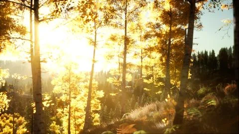 Bright sunset in the mountains with forest Illustrazione stock