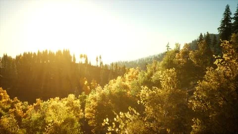 Bright sunset in the mountains with forest Stock Illustration