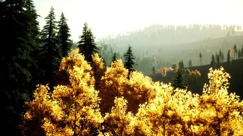 Bright sunset in the mountains with forest Stock Illustration