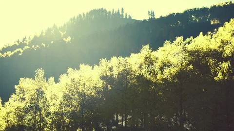 Bright sunset in the mountains with yellow forest Stock Illustration
