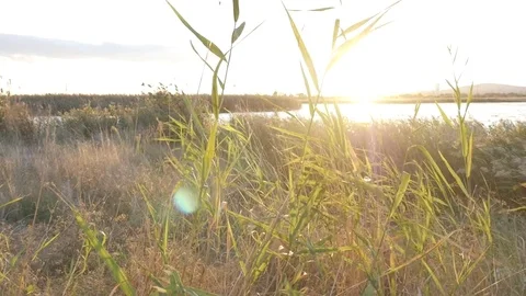 Bright sunset over the lake and grasses shake from the wind Video stock 80486878