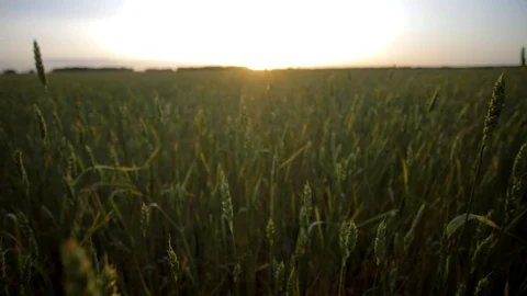 Bright sunset over wheat field. Wheat growing, farming and agriculture concept Stock Footage