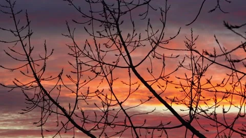 Bright sunset sun on the background of bare tree branches Stock Footage 169793522