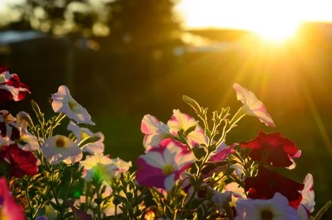 A bright sunset sun with rays from behind the roof and fence next to the silh 스톡 사진