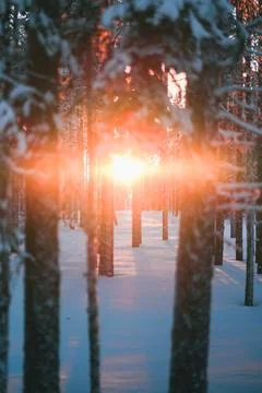 Bright Sunset Sunlight Shining Through the Forest Trees Standing in the Snow Foto stock