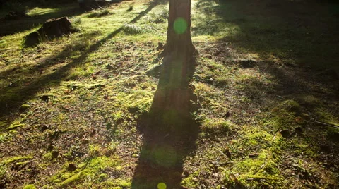 Bright sunset in the woods Stockbeeldmateriaal 41397352