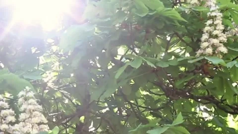 Bright sunshine breaking through thick forest canopy overhead view Stock Footage 312198702