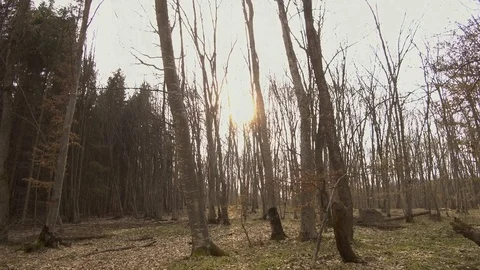 Bright sunshine over barren trees of winter in the haunted forest Hoia Stock Footage 106695207