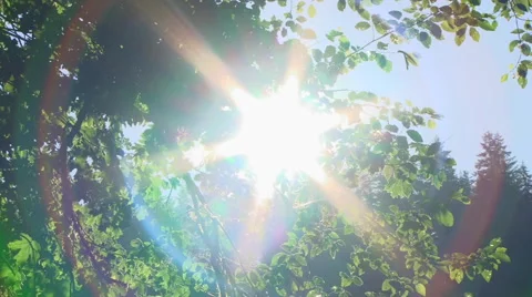 Bright Sunshine on Summer Trees Stock Footage 40591798