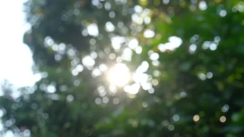 Bright sunshine through leaves Stock Footage 154628113