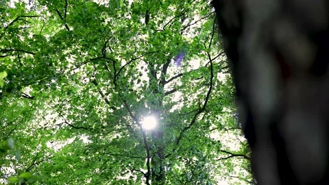 Bright sunshine through trees and green leaves, Look Up View 스톡 동영상 131608832