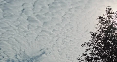 Bright sunshine, tree, small clouds on the blue sky, panoramic, abstraction Vidéo 253472084