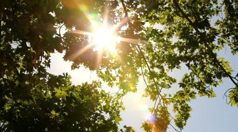 Bright Sunshine In The Woods Video stock 52708398