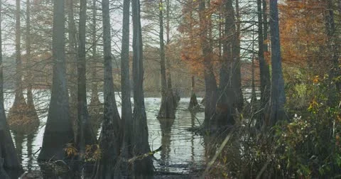Bright Swamp Stock Footage 13689886