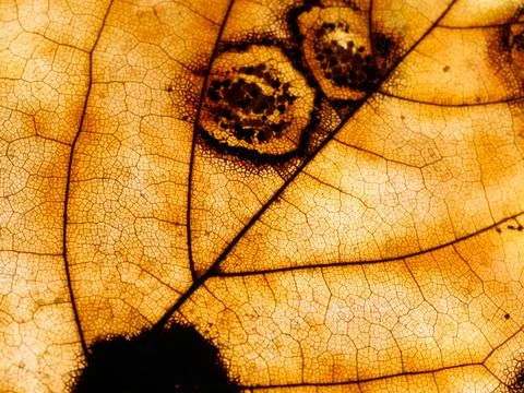 Bright texture of a dry maple leaf with big dark spots 스톡 사진
