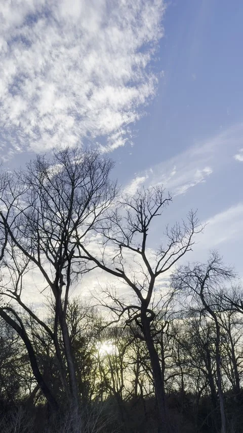 Bright Textured Clouds Above Bare Trees at Golden Hour Видео 344717345