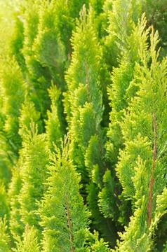 Bright thuja closeup Stock Photos