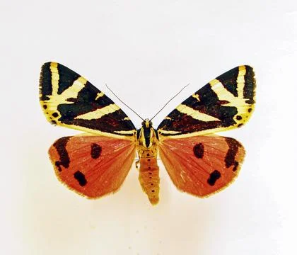 Bright tiger moth Euplagia splendidor with spread wings isolated on white b.. Stock Photos
