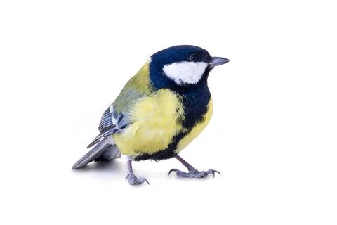 Bright titmouse Stock Photos