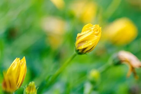 A bright top down portrait of a completely closed yellow spannish daisy flowe Foto stock