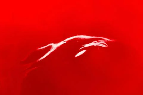 Bright translucent red currant jam in a glass jar. Stock Photos