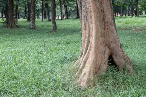 Bright tree base with natural roots in a forest grass field Stock Photos
