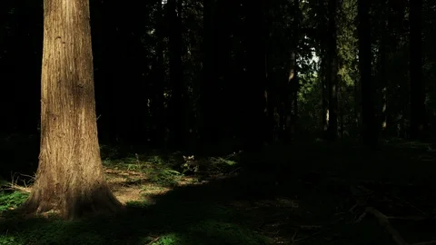 Bright tree in dark forest Stock Footage 119306581