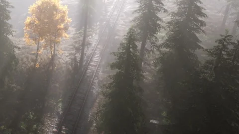 Bright tree stands alone along quiet train tracks in early morning light Vidéo 340028284
