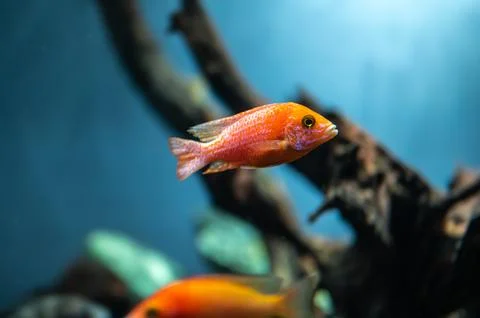 Bright Tropical Fish Captured Mid-Swim, Soft-Blue Aquatic Backdrop, Detailed  Stock Photos