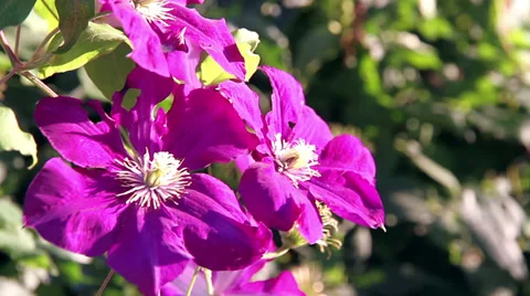 Bright Tropical Flowers Stock Footage 37102302